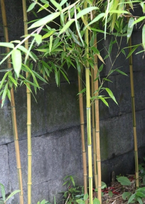 金鑲玉竹11.jpg